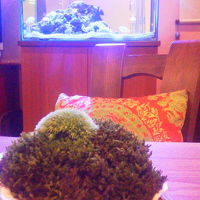苔と熱帯魚