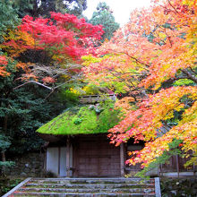 苔むした山門が素敵。
