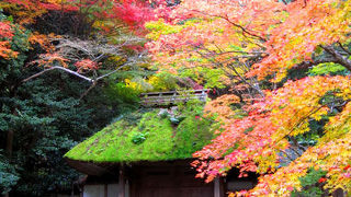 苔むした門が美しい。