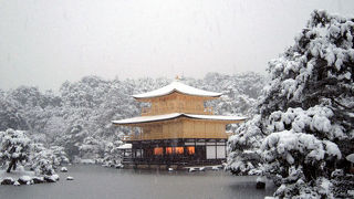 光り輝く鳳凰。