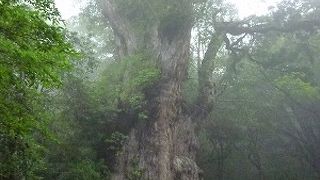 案外歩くぞ縄文杉＠屋久島