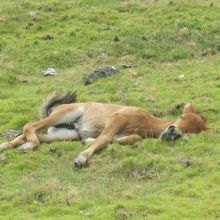 仔馬がお昼寝中