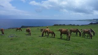 与那国らしい広大な牧場