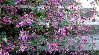 秋には彼岸花と萩と竹林が見れる寺