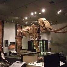 ナウマンゾウの骨格標本