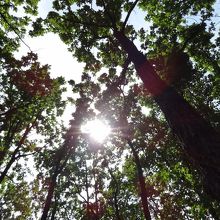 美術村内の森。