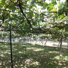 ブドウ狩りの会場