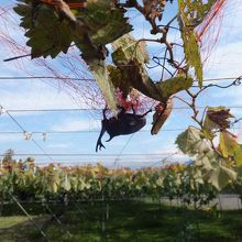 網にからまったカブトムシ