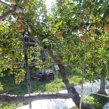 リンゴ狩りの会場