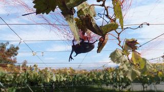 農園のご主人がすごく親切です！