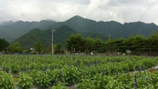 かわいい絵、でも、それだけじゃない