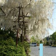 初の秩父札所です。藤の花が駐車場に咲いていました。