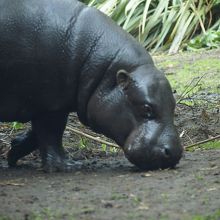 一番好きな動物」、コビトカバです☆