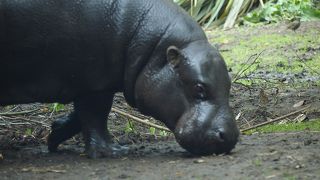 珍しい動物がいっぱい！