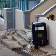 クルマがいない猫の島