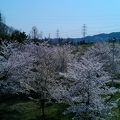 山田池公園の桜