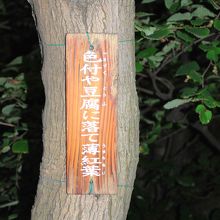 庭の木に芭蕉の句が