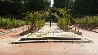 お花がたくさん咲いている、大きめな公園です