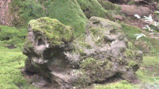 獅子に似ているそうです