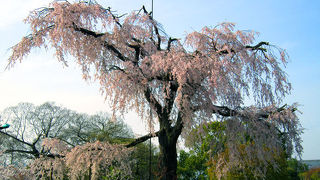 枝垂れ桜の名所。