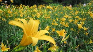 珍しい植物の宝庫。