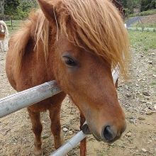 他に、うさぎやヤギもいました