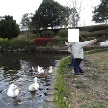 アヒルにパンをあげる子供たち