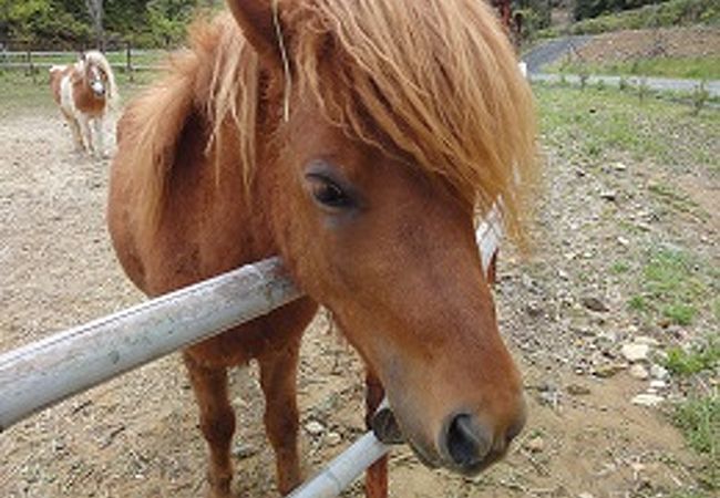 ミニ動物園がありました