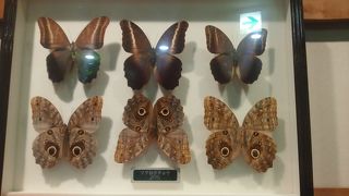 凄い数の昆虫の標本が