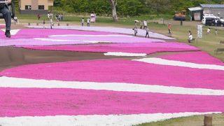 9月は芝桜空中散歩