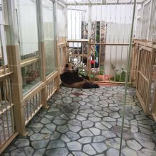 お母さんの手の中に見えるのがまだ手のひらサイズの優浜ちゃん