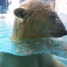 白熊さんもかわいいです