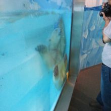 おもちゃではしゃぎまくる白熊さん