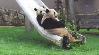 パンダ好きな人はぜひ！