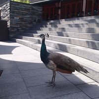 ホテル内に居た孔雀。