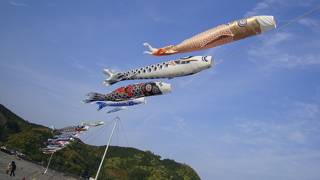 こいのぼりがいっぱい！