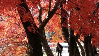 秋の大覚寺は「もみじロード」が素晴らしい