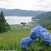 大量の紫陽花