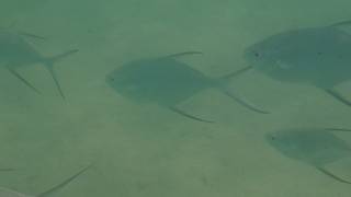 美しい夕日がみれます