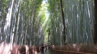 いつも観光客で賑わっています。嵯峨野 竹林の道。
