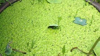 鎌倉駅至近、安産祈願のお寺