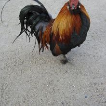 境内に放し飼いにされている鶏です。