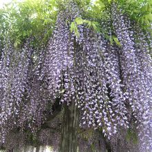 ゴールデンウィークには、藤が見頃でした。