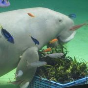 日本で唯一ジョゴンがいる水族館。