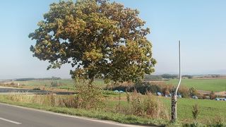 煙草を吸わないのでただの1本の木