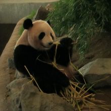 ５頭が同じところにいなくて残念ですが、元気なパンダ達でした