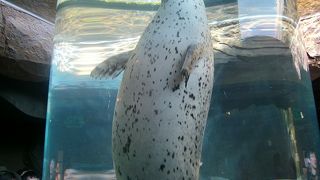 逆に動物に見学されているみたいだった