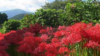 大山をバックに彼岸花の群生が見れる