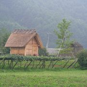 縄文人はブドウを食べていた？