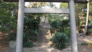 道に紛れて、思わぬみつけ！クロマツ砂丘の中に